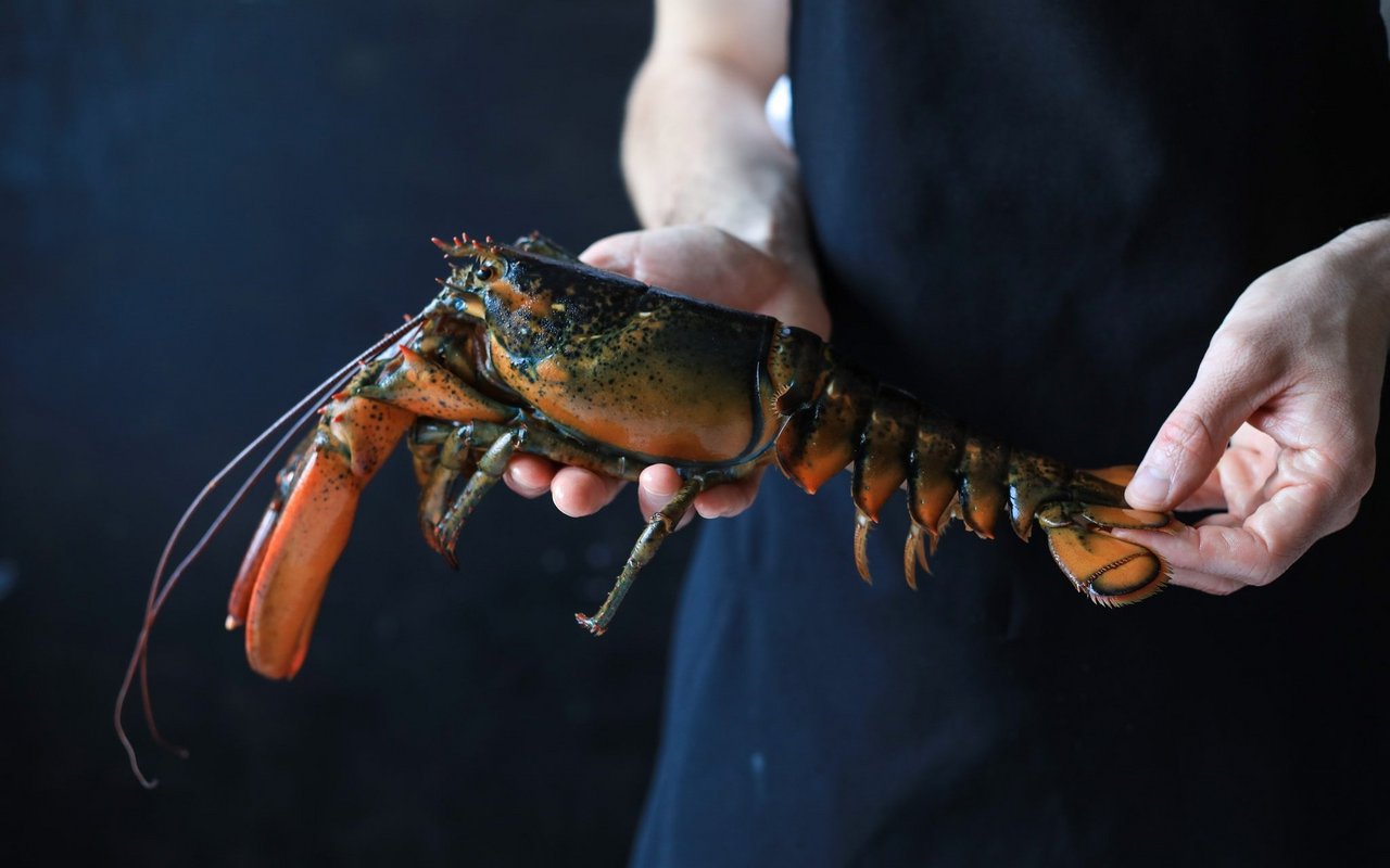 Hummer sind in "Der Schwarm" gefährliche Delikatessen.