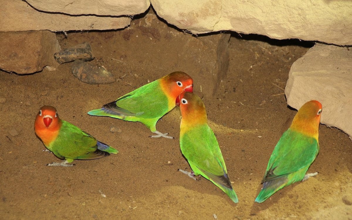 Pfirsichköpfchen fliegen im Savannenhaus des Walter Zoos in Gossau frei.  