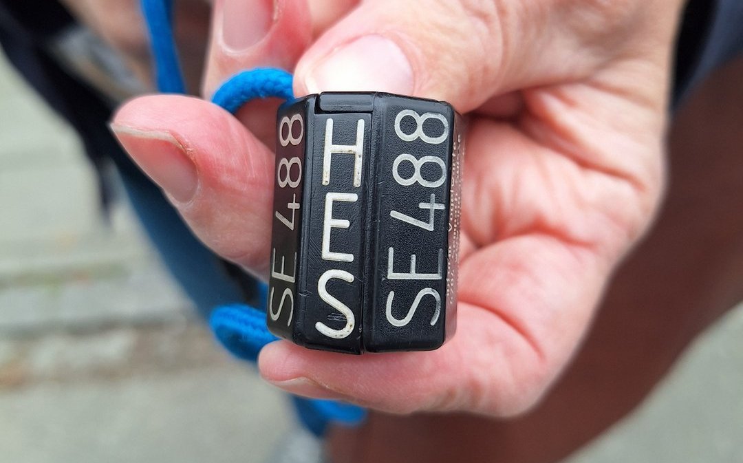 Die Konstellation aus Buchstaben und Ziffern auf dem Storchenring verrät, in welchem Land der Vogel geboren wurde.