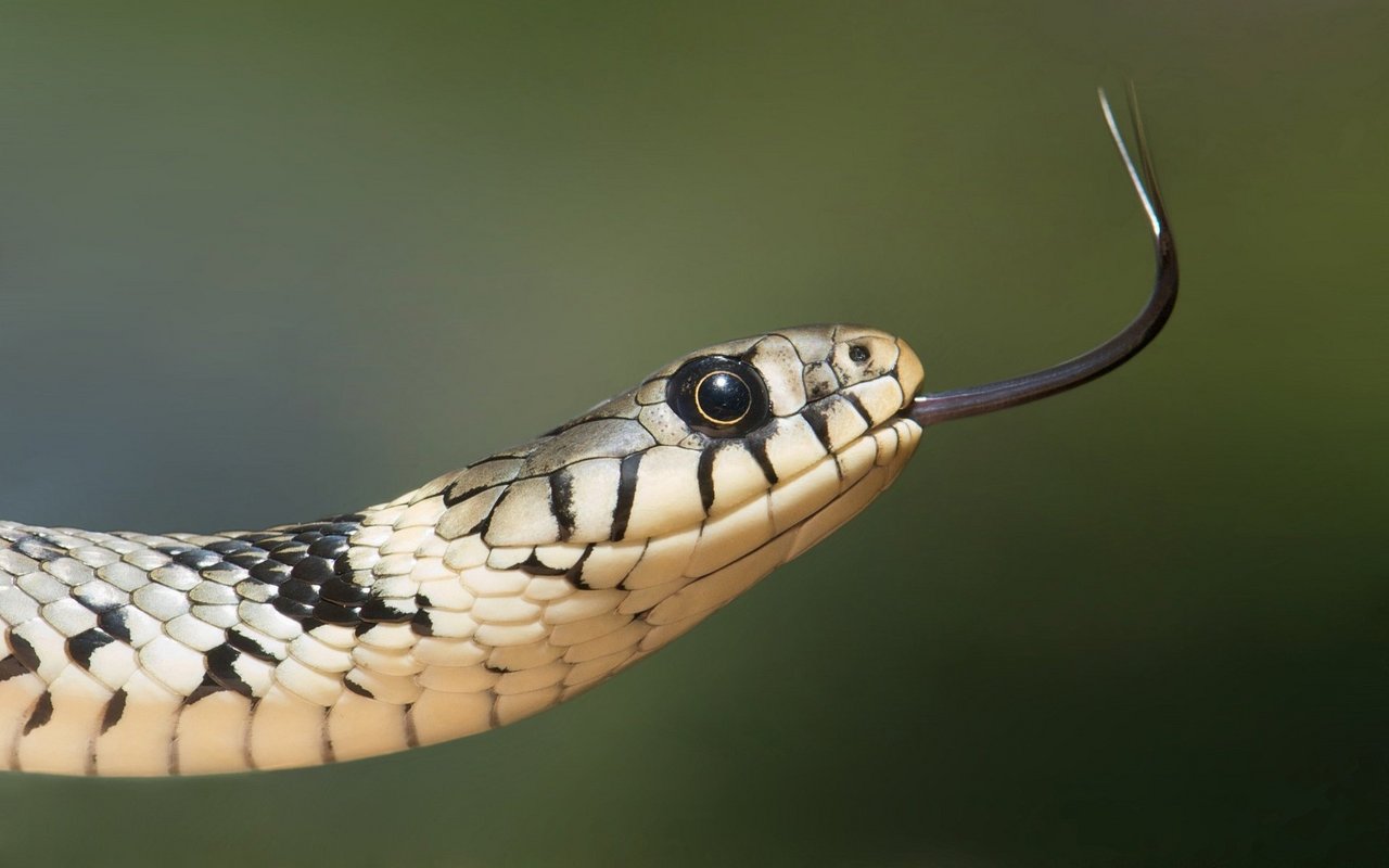 Aufgrund des Verschwindens des Lebensraums ist auch die Ringelnatter in der Schweiz zunehmend gefährdet.