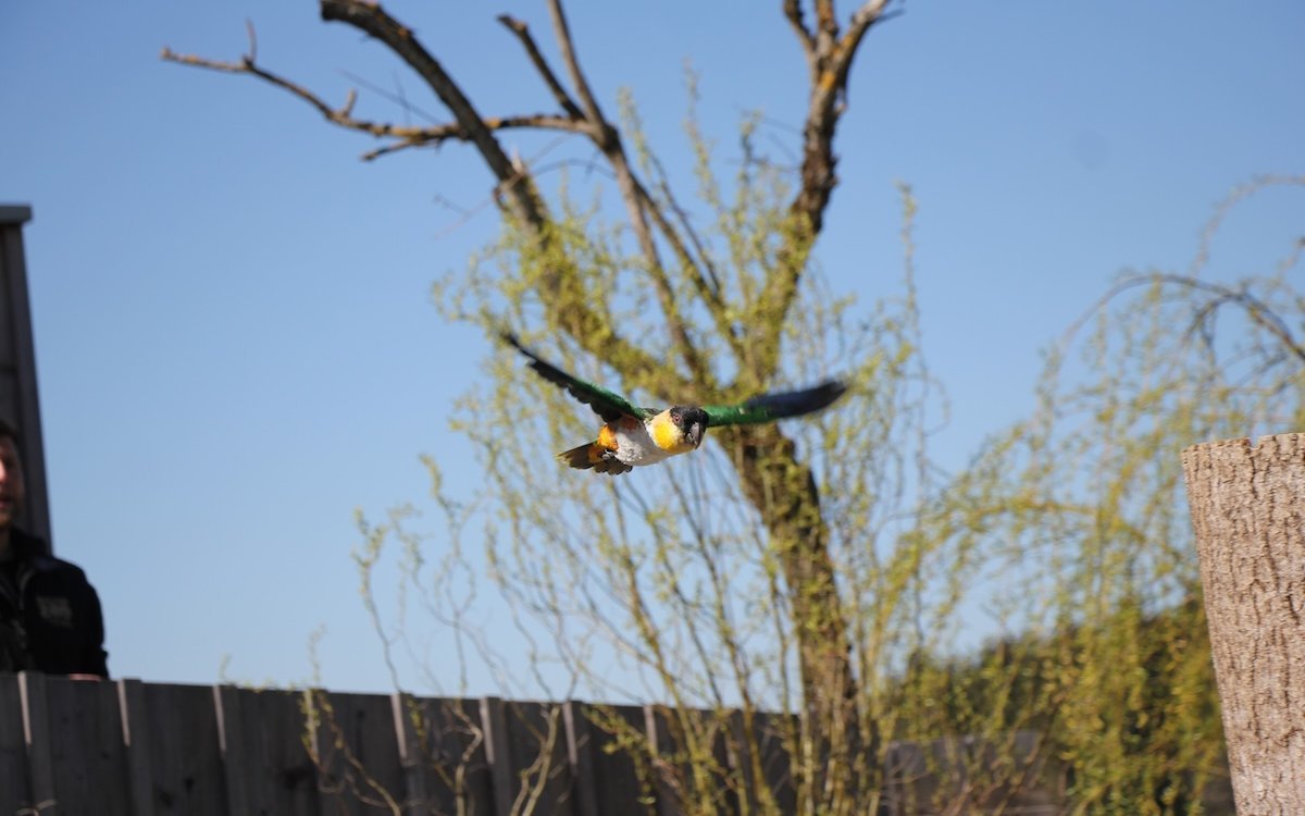 Der Grünzügelpapagei versteckt sich in Büschen, wenn er am Himmel Greifvögel sieht. 