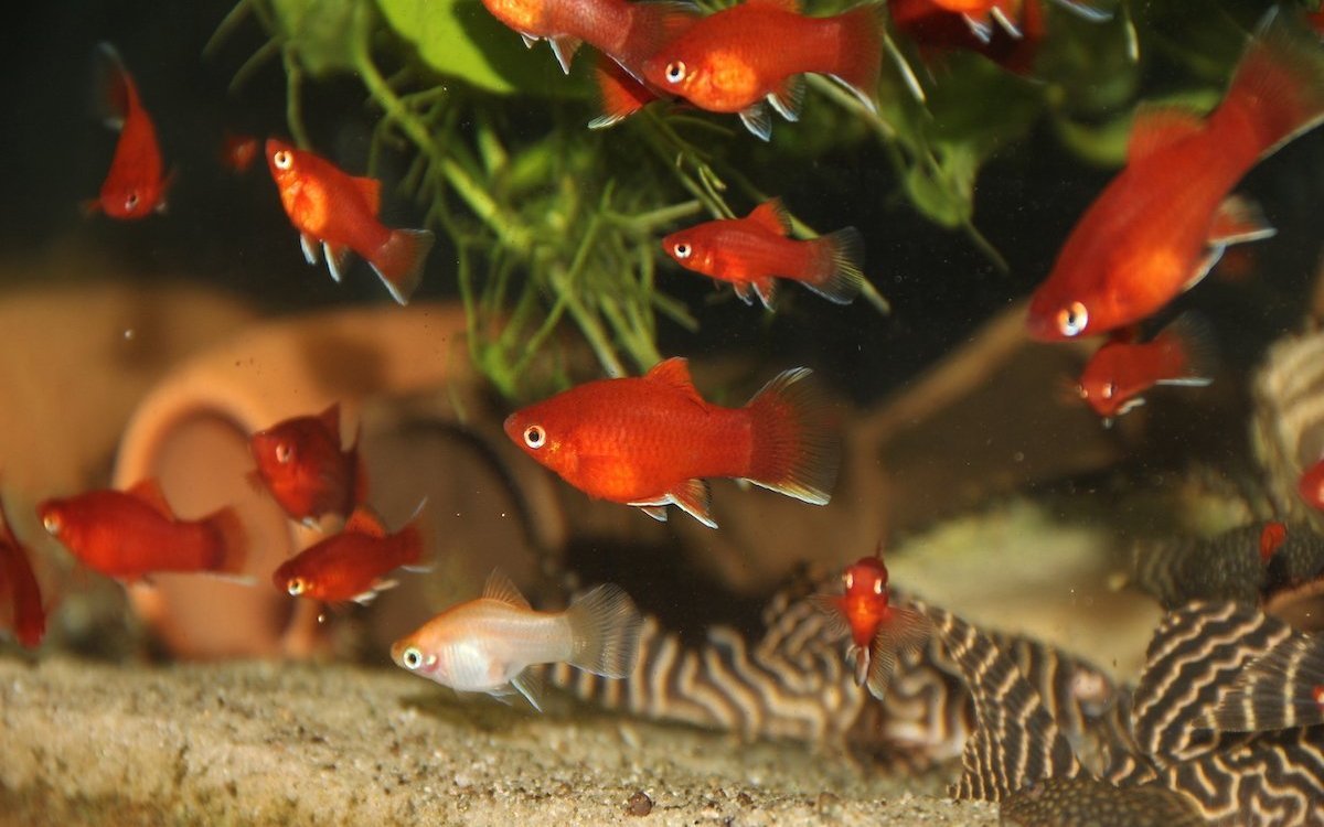 Beliebt in der privaten Aquaristik sind lebendgebärende Fische wie diese Platys.