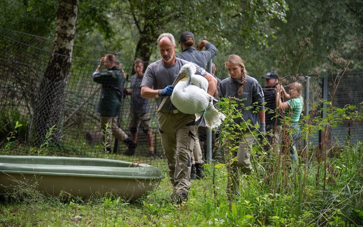 Die Vogelgrippe-Impfung verhindert, dass dieser Krauskopfpelikan auf behördliche Anordnung eingestallt werden muss. 