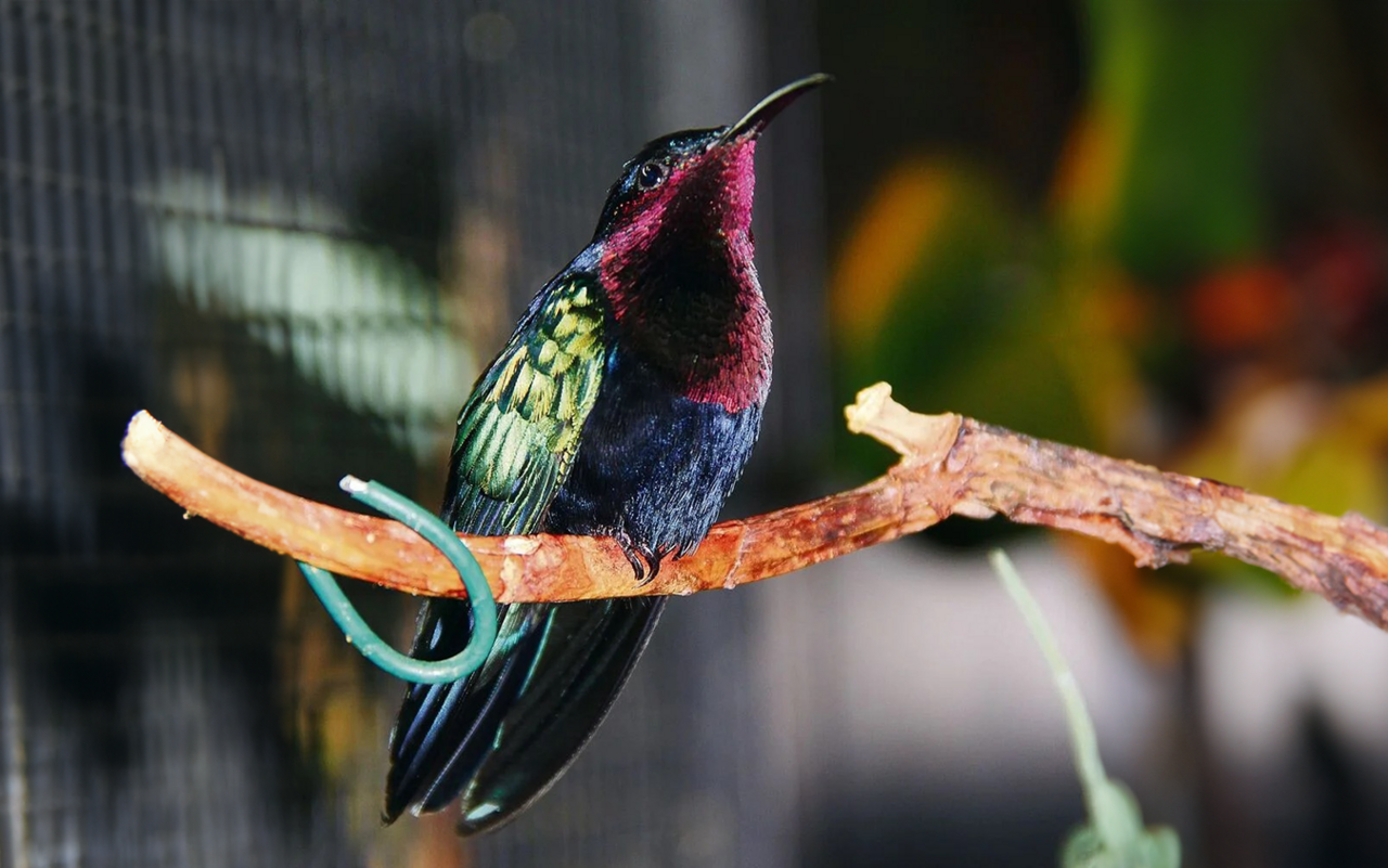 Der Purpurkehlkolibri von den Kleinen Antillen. 