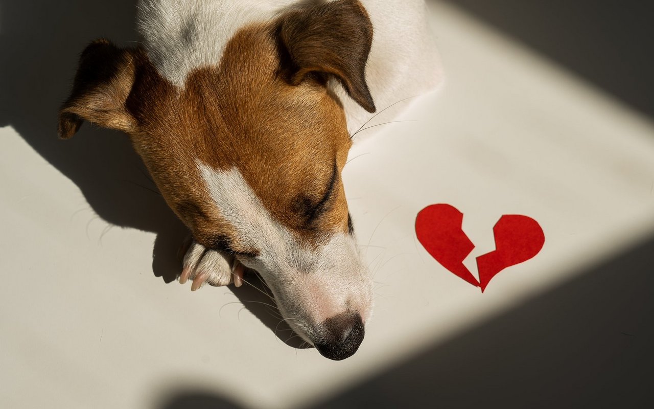 Der geliebte gemeinsame Fido wird in Rosenkriegen zunehmend zum Druckmittel gemacht. Im Idealfall ist im Voraus geklärt, zu wem der Vierbeiner nach der Scheidung darf.