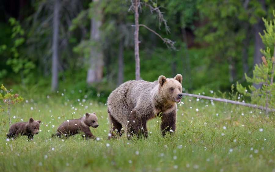 Es ist gut möglich, in Slowenien einer Bärenmutter mit Jungen im Wald zu begegnen. 