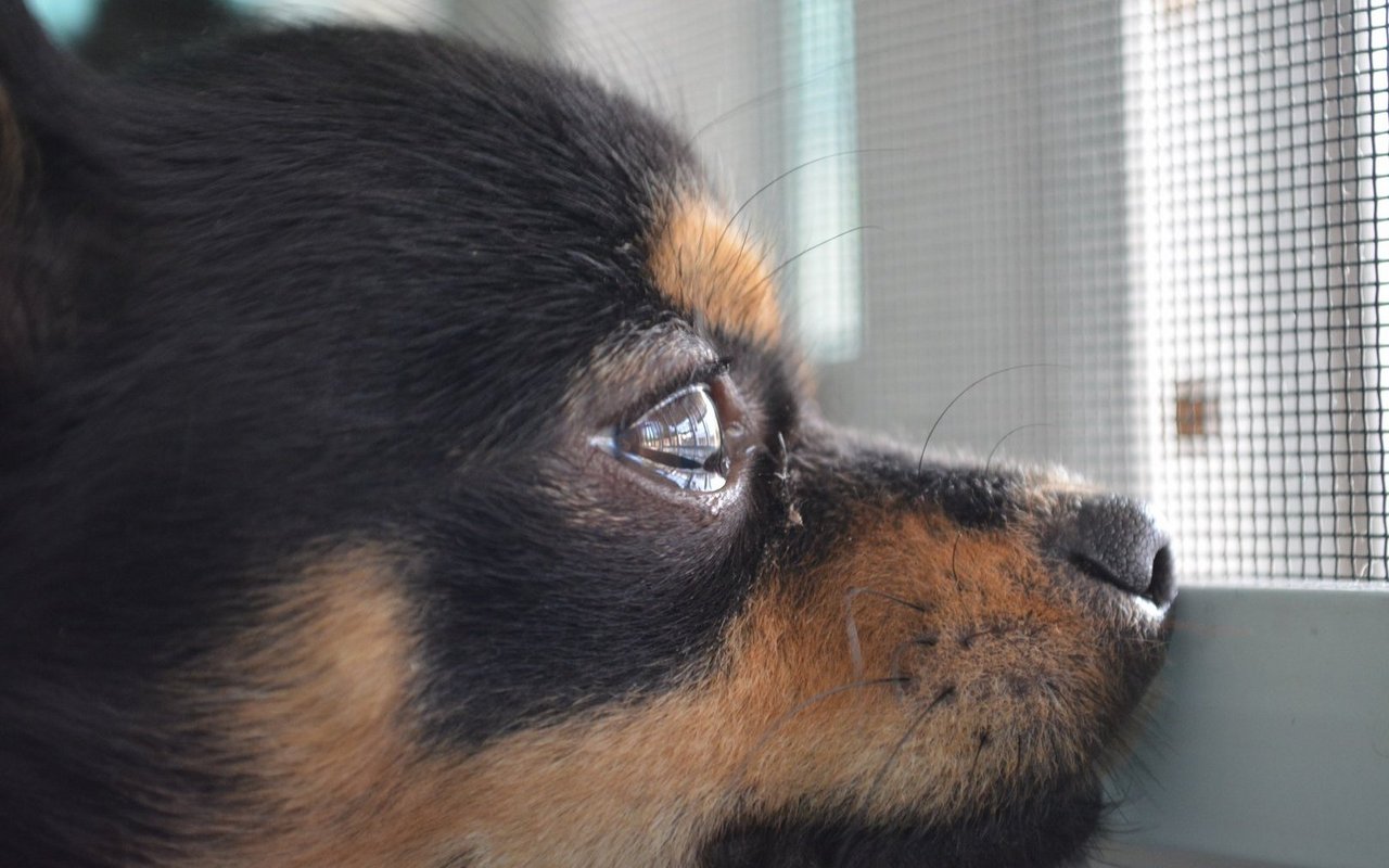 Verwahrloste Tiere werden auch in der Schweiz immer wieder gefunden. Der Schweizer Tierschutz will nun noch stärker dagegen ankämpfen.