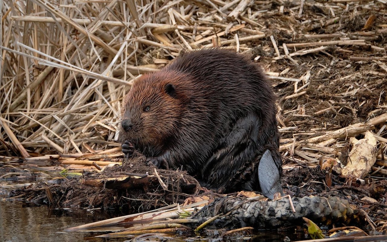 Ein Biber. Oder vielleicht doch ein Nutria oder eine Bisamratte?