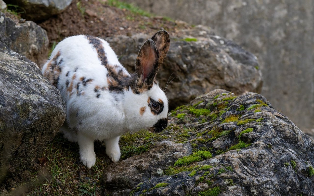 Schweizer Dreifarben-Kleinscheckenkaninchen