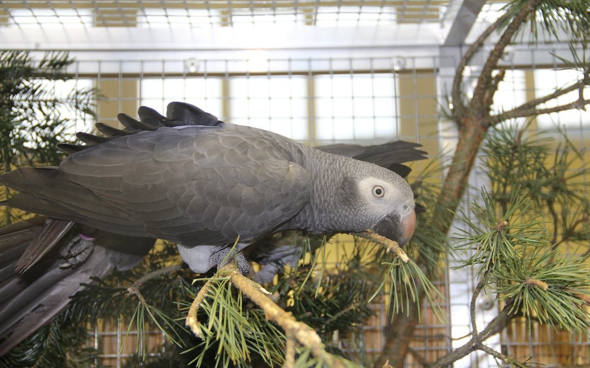 Timneh-Graupapageien werden viel weniger gehalten als die Kongo-Graupapageien. 