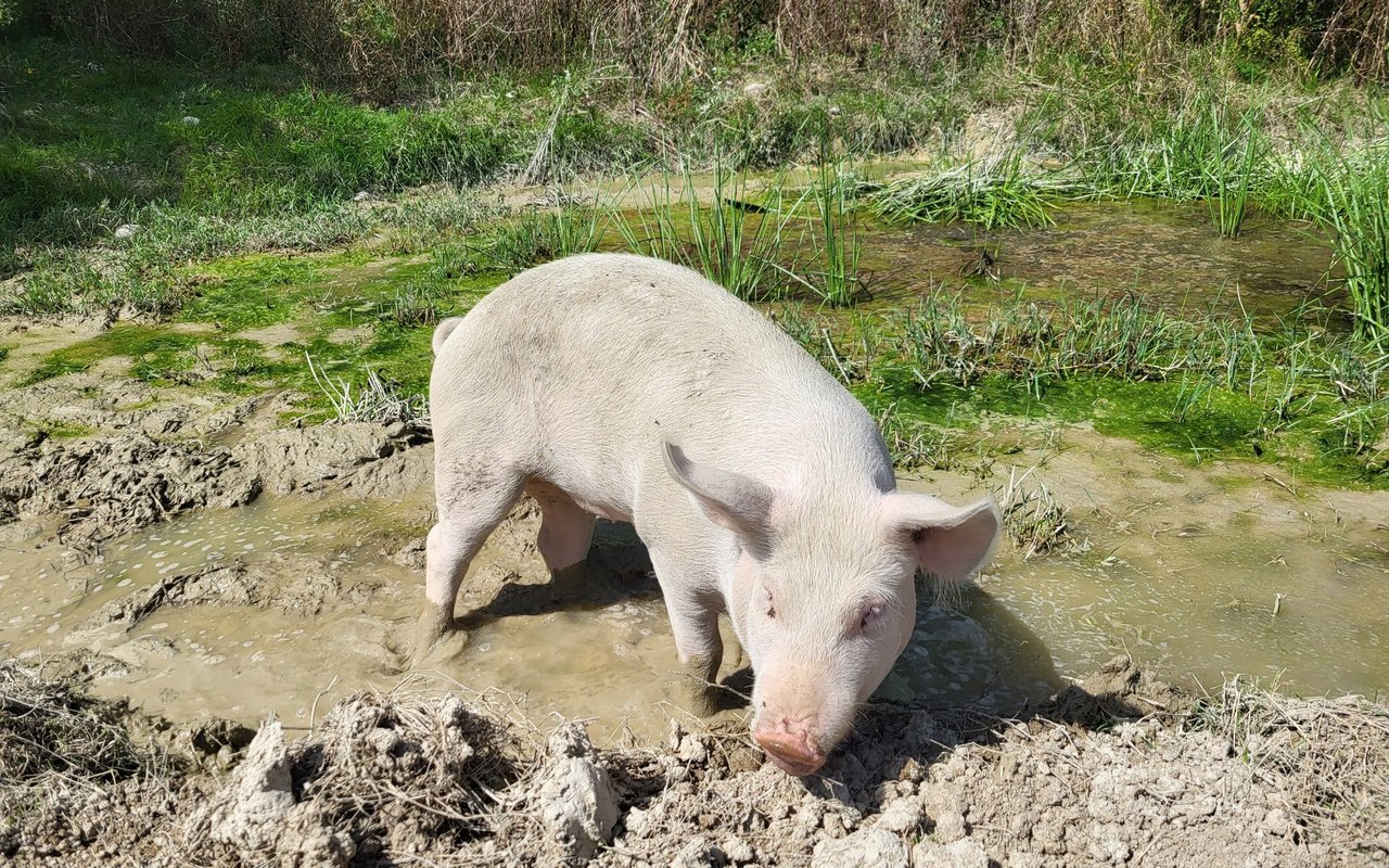 Ein Schwein im hochoffiziellen Auftrag des Naturschutzes.