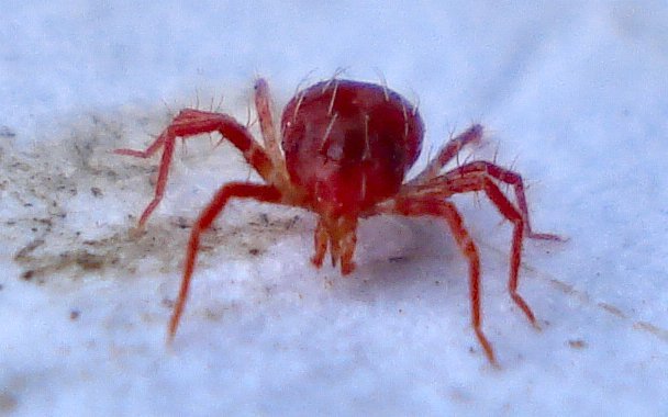 Die Raubmilbe Phytoseiulus persimilis.