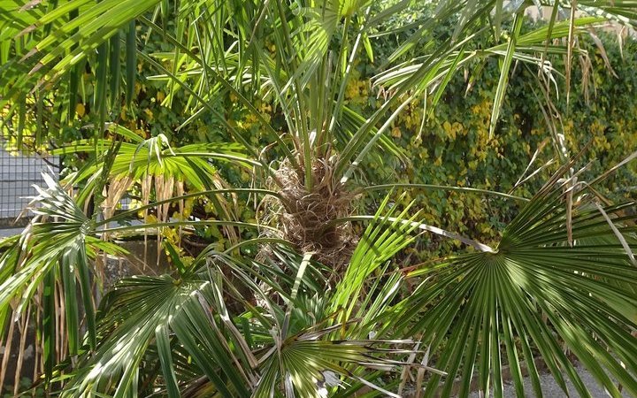 Chinesische Hanfpalmen werden besonders im Tessin zum Problem, da sie verwildern und die Wälder zu sehr beschatten. 