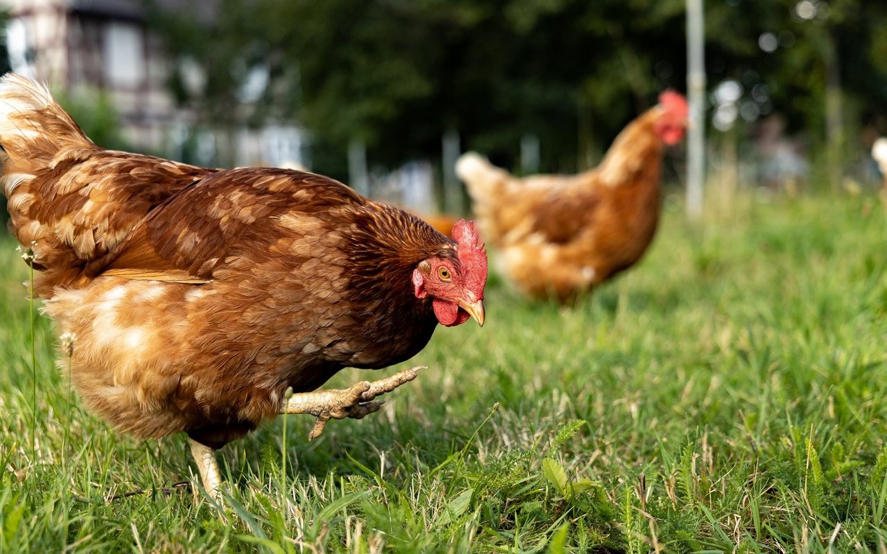 Eine deutsche Studie fand heraus, dass bis zu 20 Prozent der Verletzungen in Ställen direkt mit Rangkämpfen zusammenhängen.