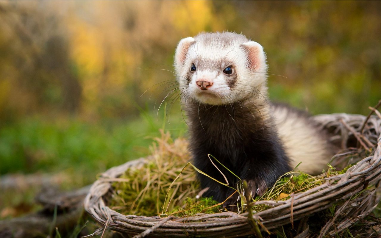Frettchen gelten als äusserst neugierige und bewegungsfreudige Tiere.