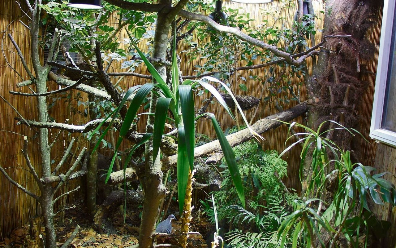 Biotopvoliere, die den natürlichen Lebensraum der darin fliegenden Vögel nachahmt, mit künstlicher Beleuchtung, offenem Fenster und Tropenpflanzen.  
