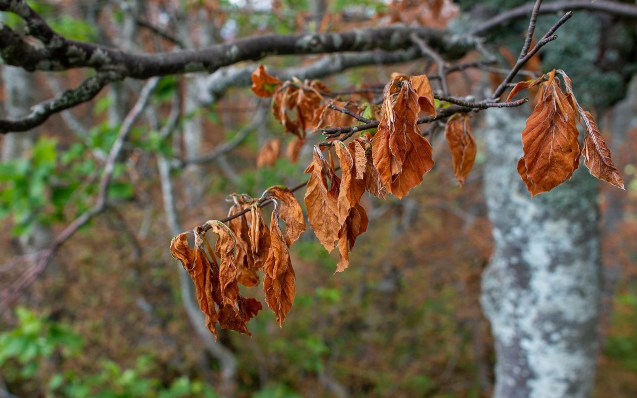 Einige Baumarten kommen besser mit Frost zurecht als andere.