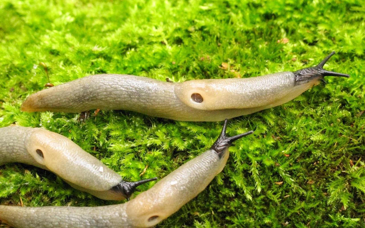 Die Ackerschnecke bevorzugt frisches Grün. Sie verursacht zudem oft unbemerkt Schäden an Gemüse, Sämlingen und Setzlingen, die sie unter der Erde anfrisst.