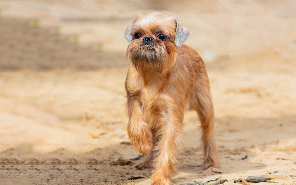Belgischer Griffon