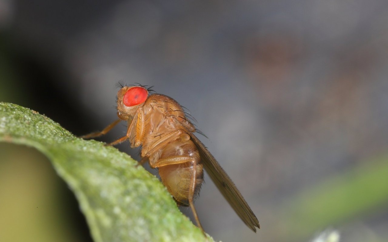 Fruchtfliegen können lästig sein und sie werden von faulen Früchten oder Essensresten jeglicher Art angezogen. 