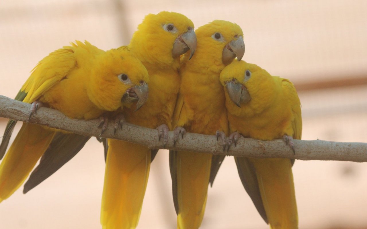 Goldsittiche sind Raritäten in Menschenhand, können aber auch als Ziervögel bezeichnet werden, denn schliesslich werden sie auch zur Freude und Zier gehalten. 