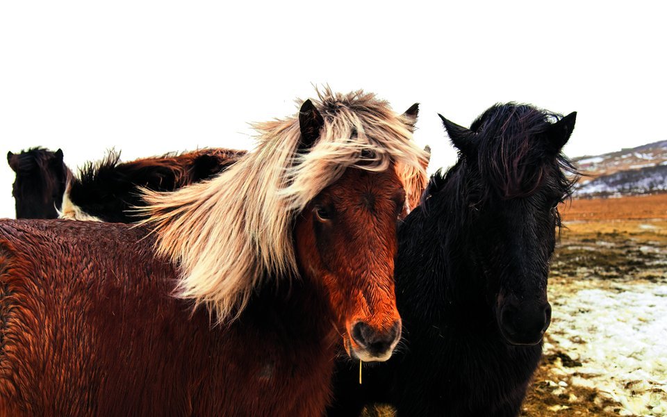 Das Islandpferd gilt als eine der reinsten Pferderassen.