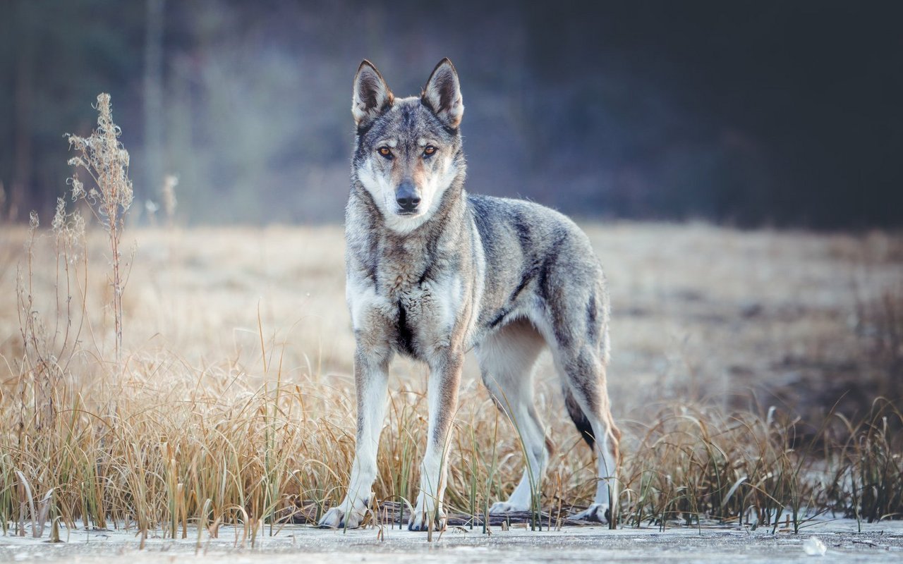 Der tschechoslowakische Wolfhund besitzt eine nahezu wolfsähnliche Erscheinung.