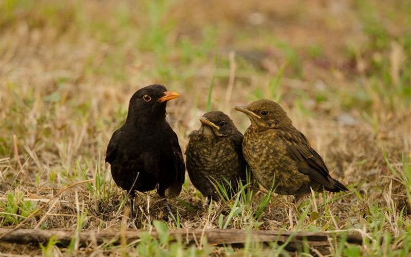 In der Phase der ersten Flugversuche werden die Jungvögel oft noch von den Eltern begleitet.