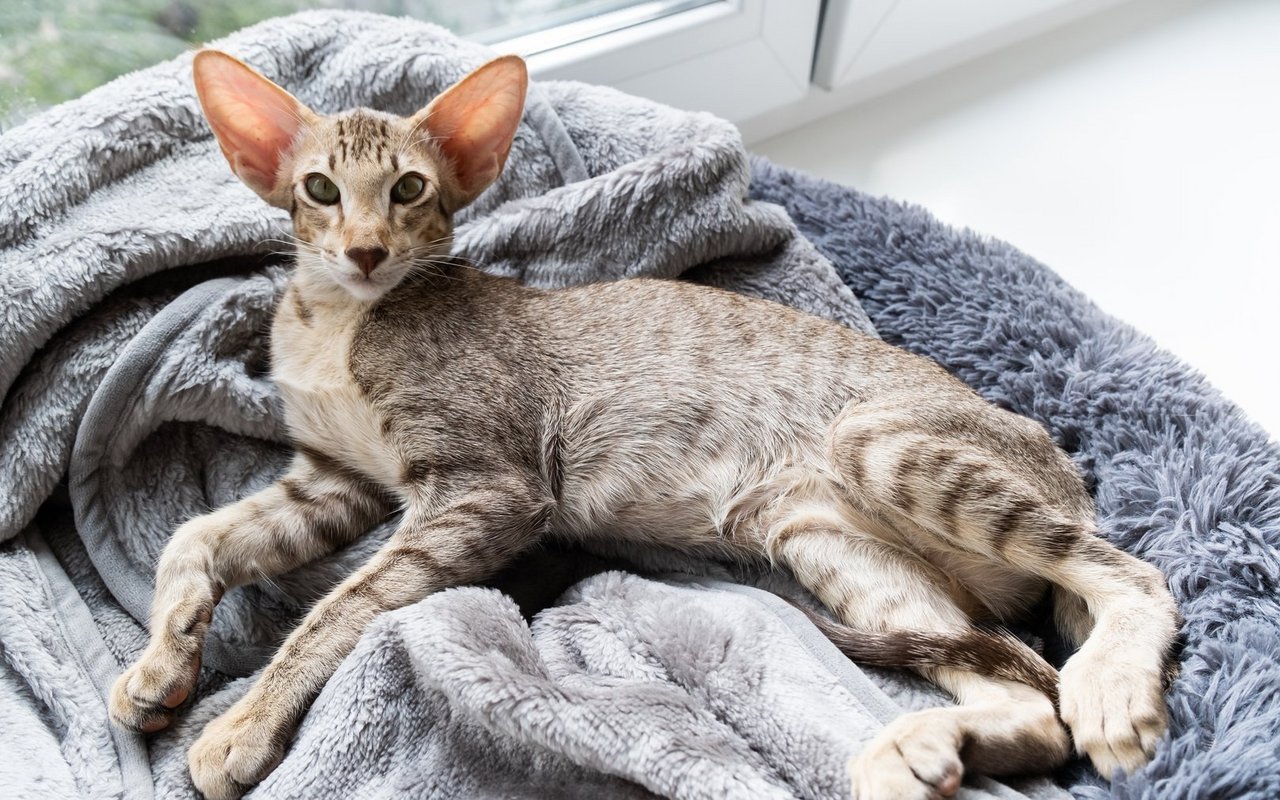 Typisch für die Orientalisch Kurzhaar ist das Dreieck, das ihr Gesicht mit den beiden Ohren bildet.