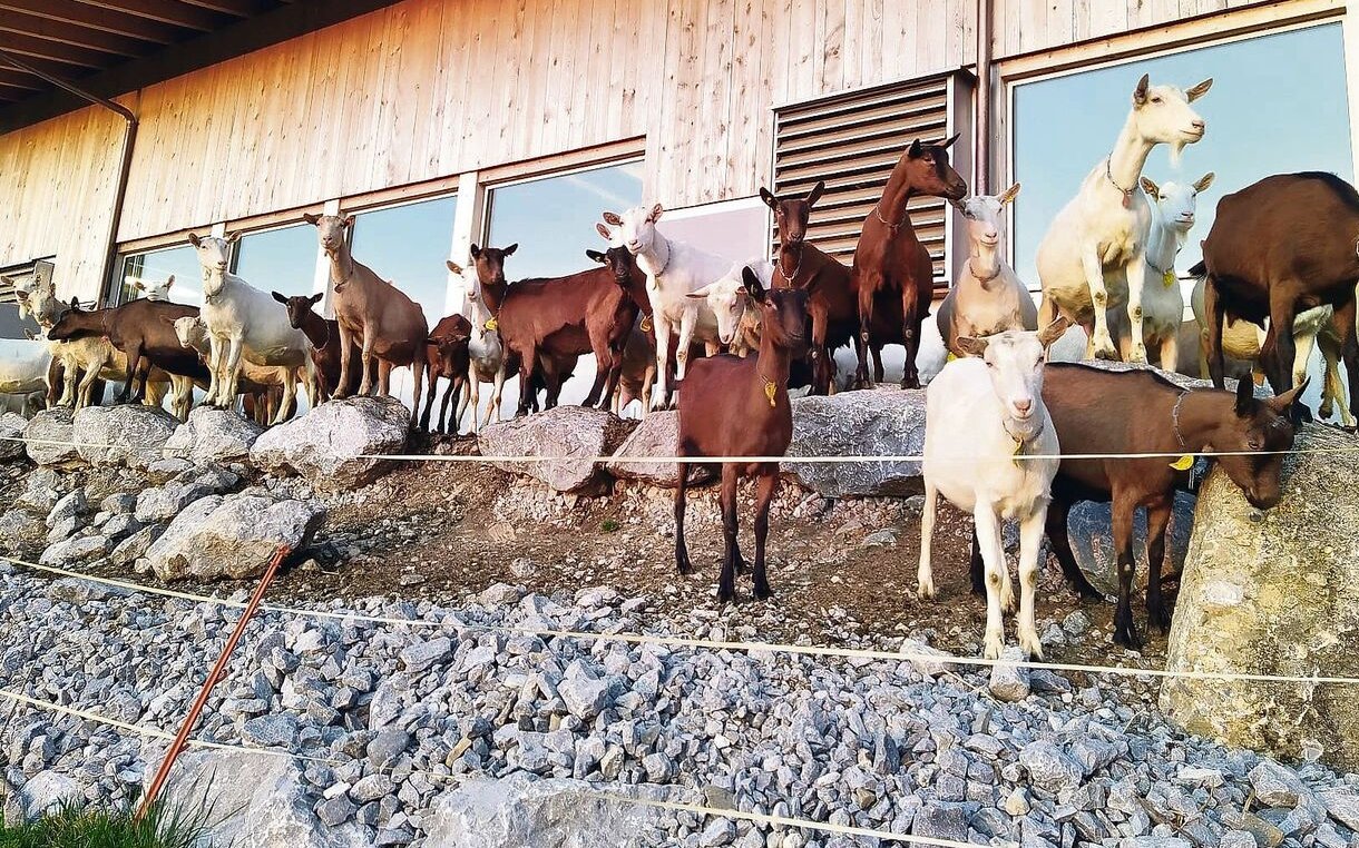 Das Leben der Milchziegen der Familie Brünisholz ist vielseitig: vom Stall geht es auf den Laufhof oder auf die Weide.