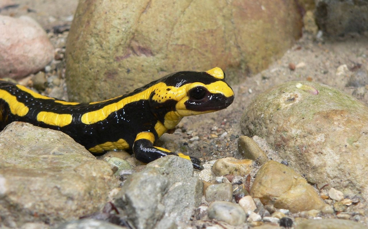 Der Feuersalamander ist in weiten Teilen Europas heimisch. Er kommt jedoch nur in einer Höhe von maximal 700 Meter über Meer vor. 