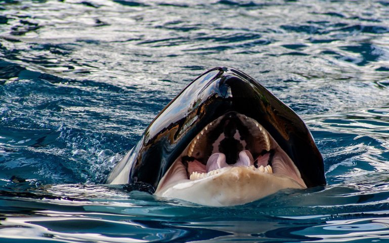 Schwertwale haben ein ausgeklügeltes akustisches Kommunikationssystem mit Klicks, Pfiffen und Rufen entwickelt. 