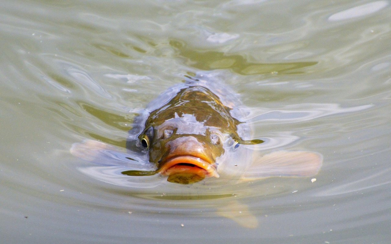 Was blubbert da unter der Wasseroberfläche?