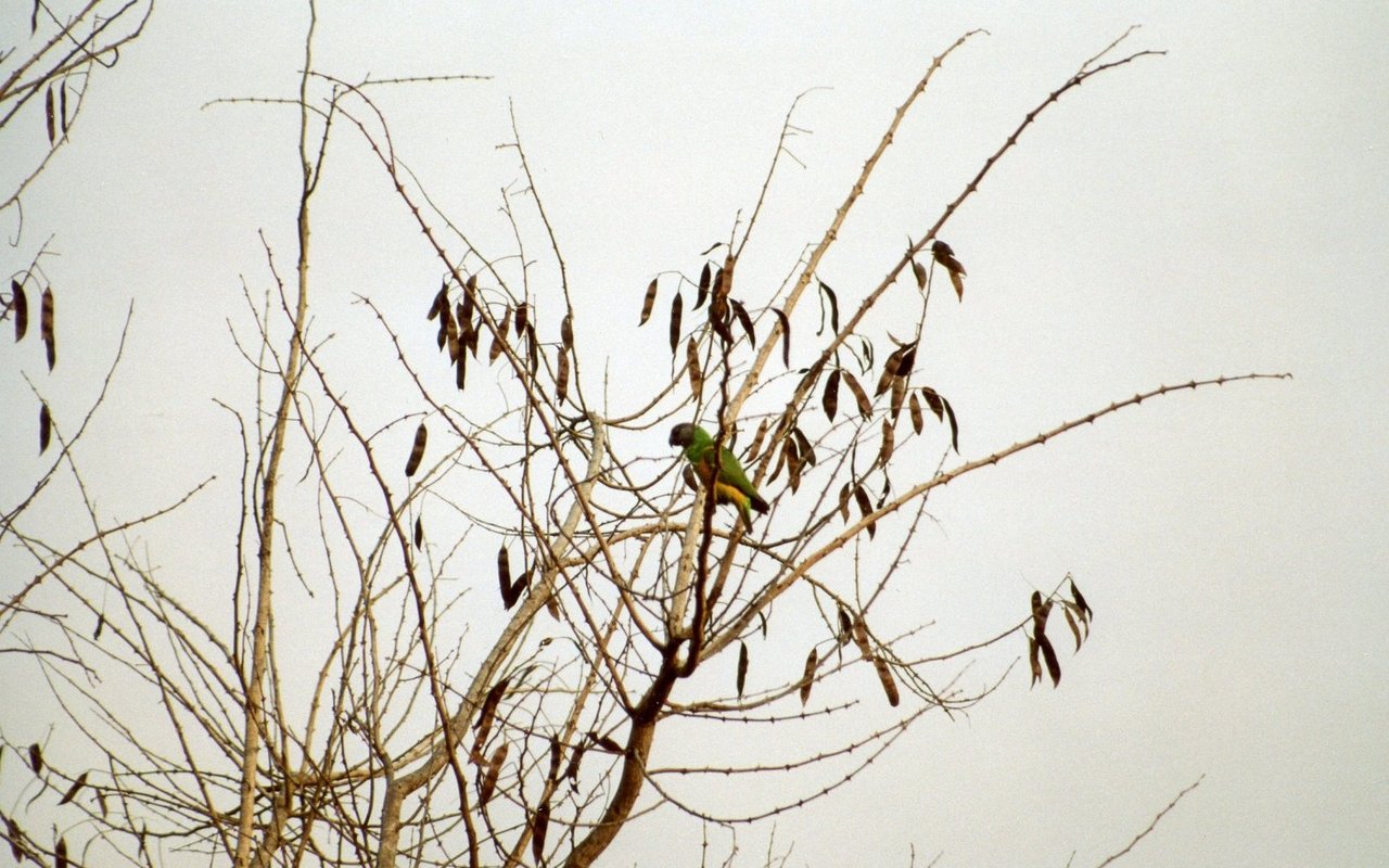 Senegalpapageien fliegen auch auf den Bijagos-Inseln vor der Küste Guinea-Bissaus. 