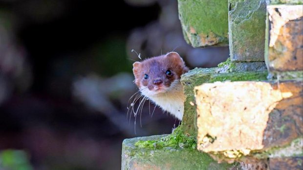 Hermelin lugt hinter Mauer hervor