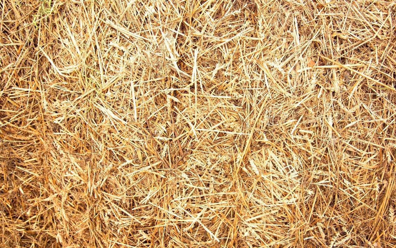 Stroh soll goldgelb leuchten, charakteristisch riechen und nicht zu stark stauben. 