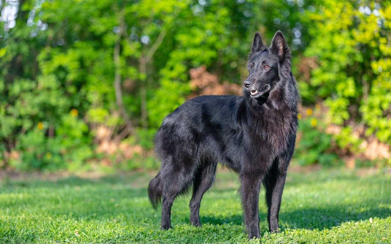 Das lange, seidige Schwarzhaar macht den Groenendael unverwechselbar unter den Belgischen Schäferhunden.