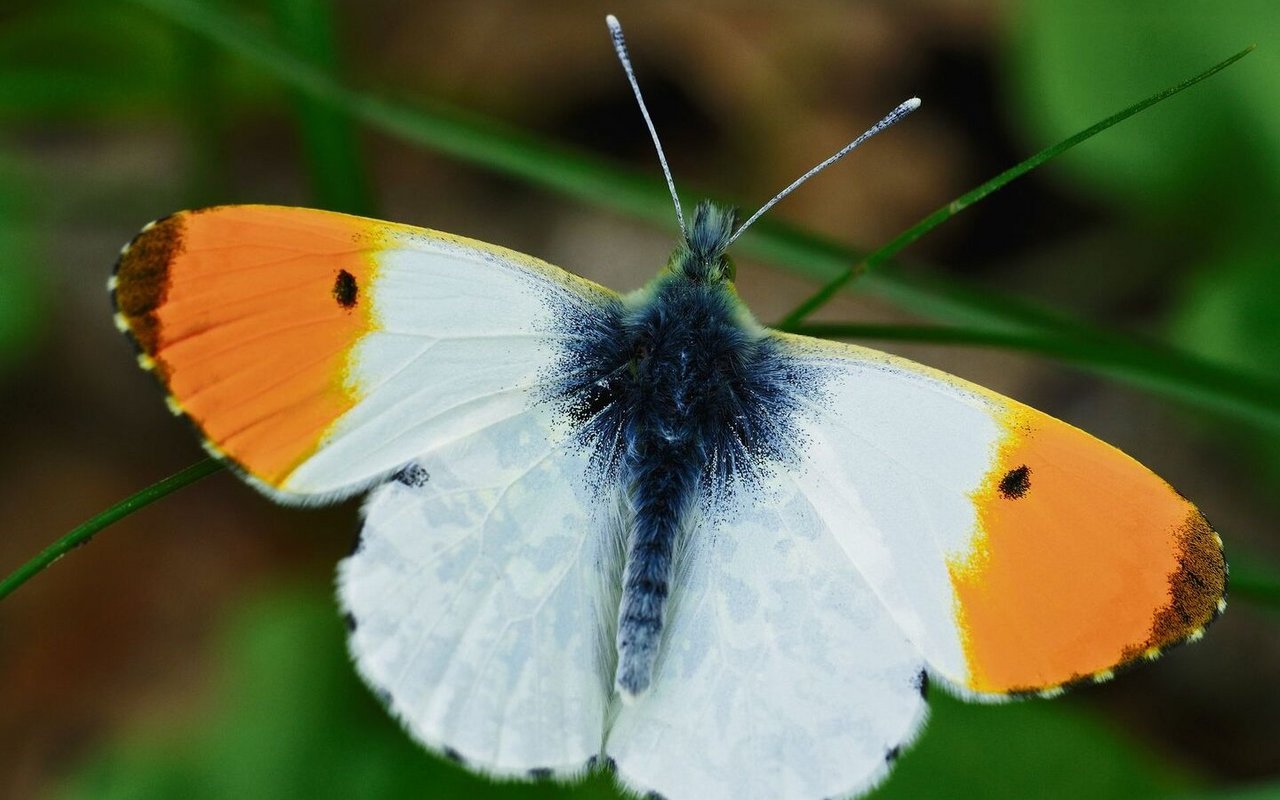 Die Männchen des Aurorafalters. Diese Art ist unverwechselbar, denn die Vorderflügel sind zur Hälfte orange, beim Weibchen sind sie weiss und schwarz gesäumt.
