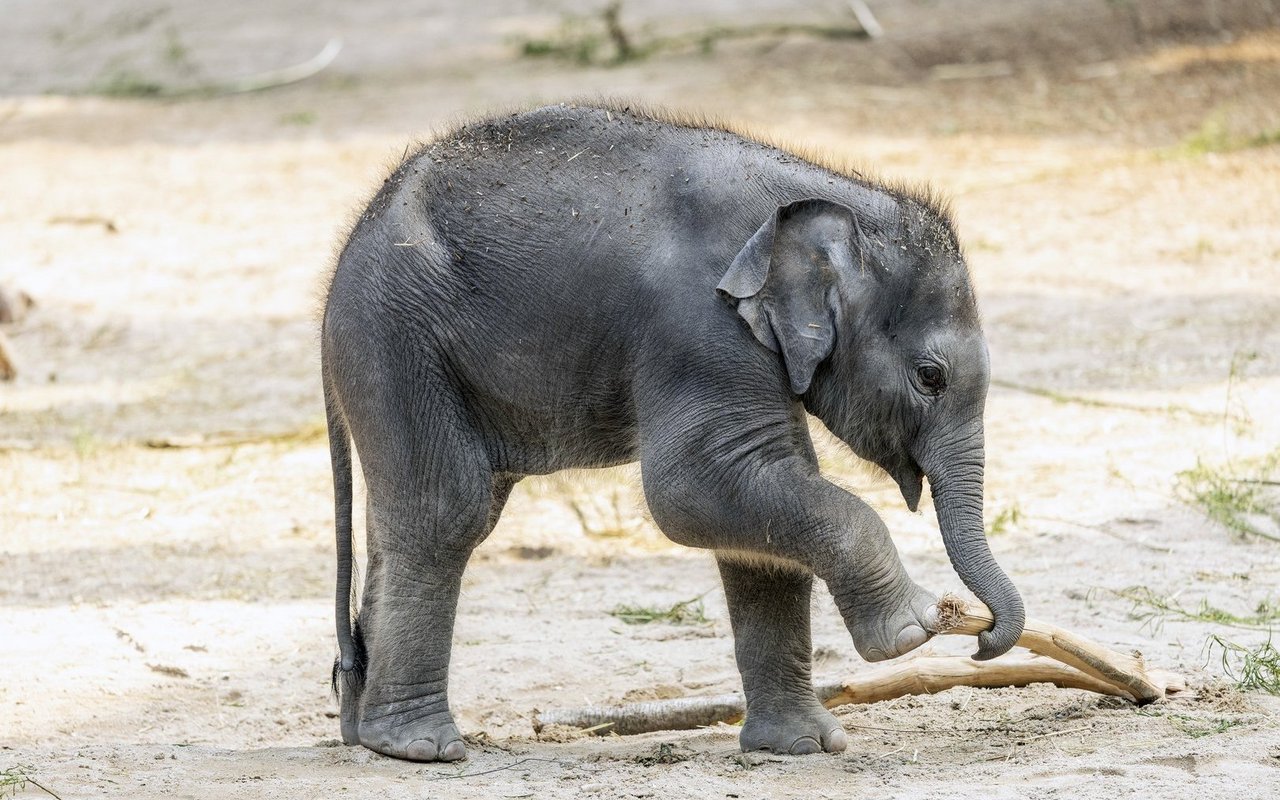 Zali wurde knapp fünf Monate alt.
