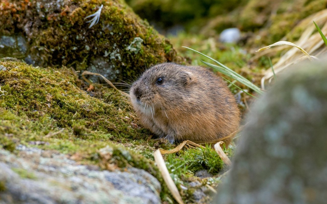 Lemminge sinf keine selbstmörderischen Wesen, sondern beeindruckende Überlebenskünstler.