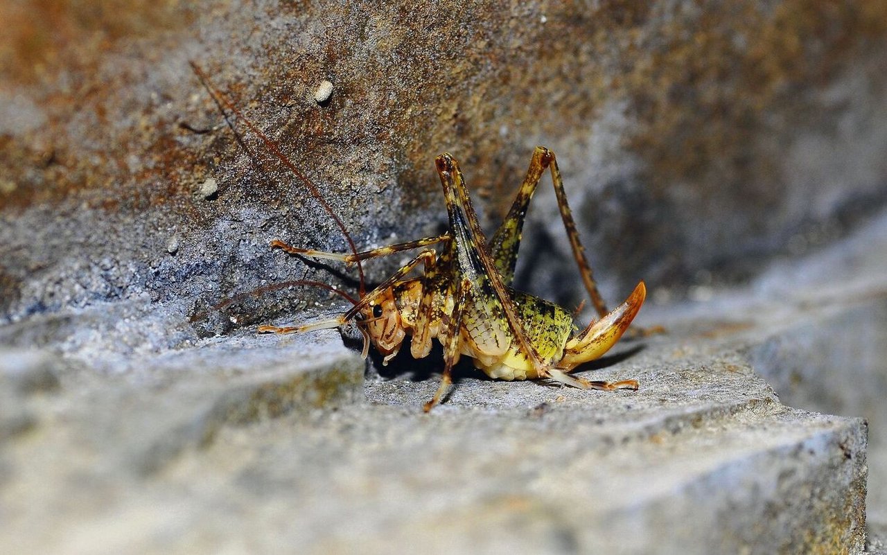 Die Bedornte Höhlenschrecke wurde in einer Bunkeranlage bei Walenstadt SG entdeckt.