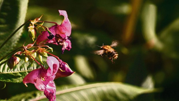 Das Drüsige Springkraut stammt ursprünglich aus Indien und breitet sich invasiv in Wäldern aus.