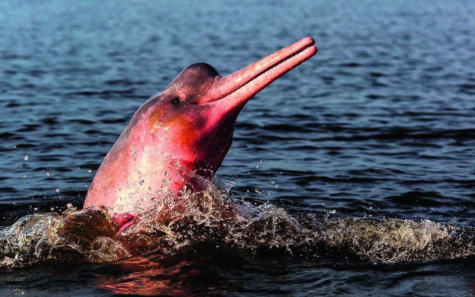 Amazonasflussdelfine springen häufig bogenartig aus dem Wasser, um Luft zu holen. 