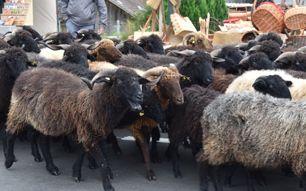 Ob auch an der Schafscheid 2025 Schafe zu sehen wird, ist alles andere als sicher.