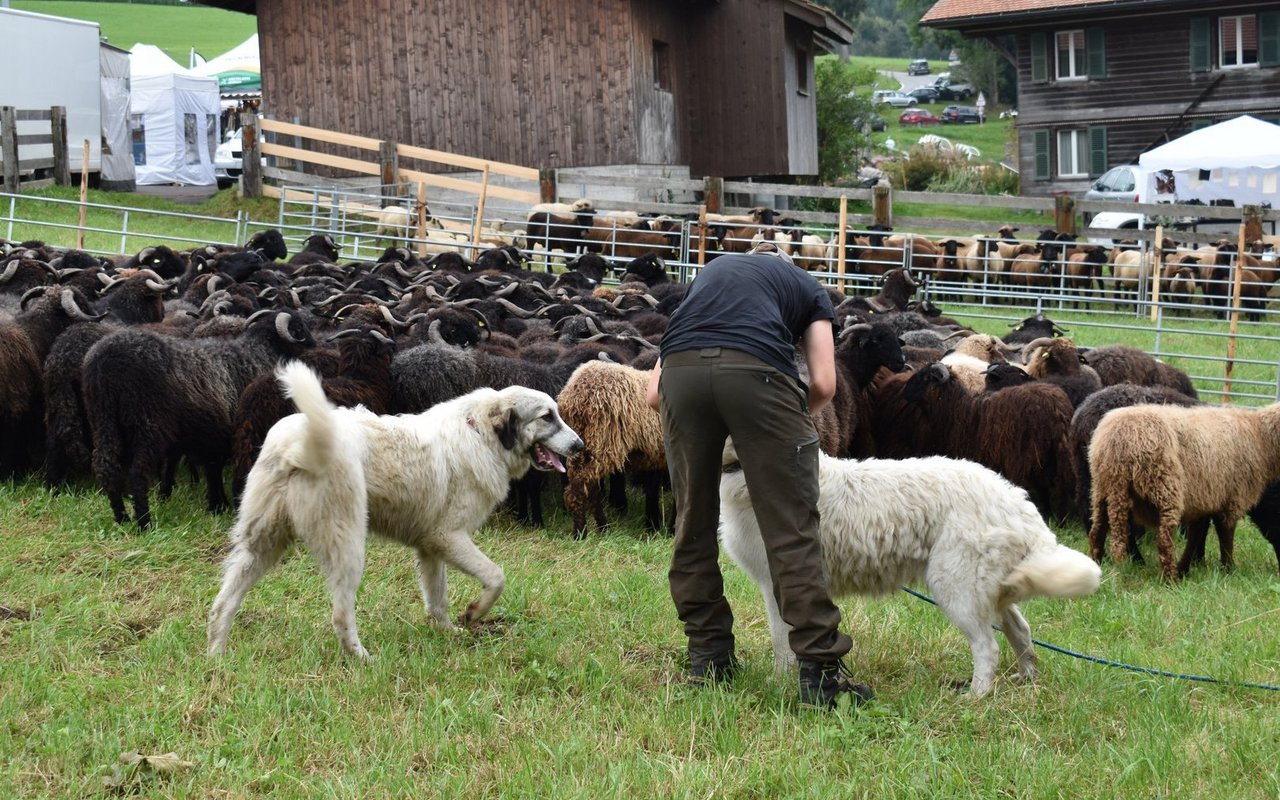 Die Suche nach Schafen für die Schafscheid 2025 gestaltet sich für die Gemeinde Guggisberg schwierig. Viele Tiere werden erst nach dem Schafscheid-Tag zurück ins Tal geführt.
