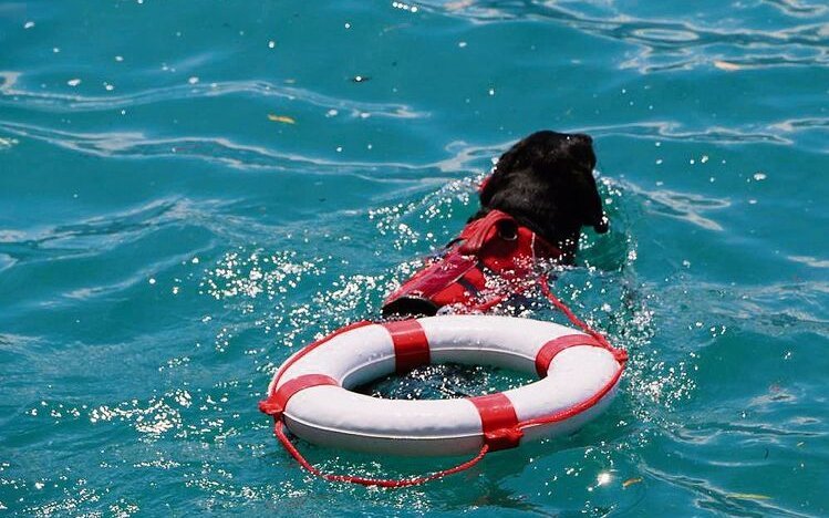 Eine Aufgabe von Wasserrettungshunden ist es, Hilfsmittel zu Menschen in Not zu bringen.