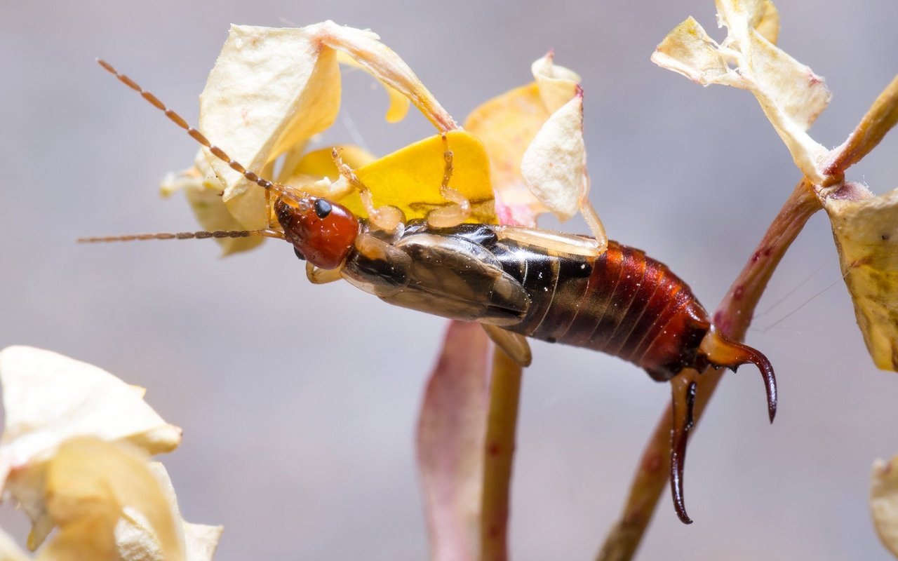 Auch Ohrwürmer haben Schädlinge zum Fressen gern.