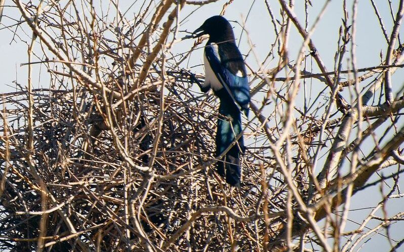 Elstern bauen aus Reisig grosse Kugelnester.