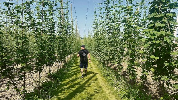 Die Reutimanns gehören mit ihren4,8 Hektaren zu den grössten Hopfen-bauern der Schweiz. 