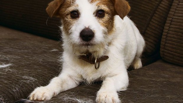 Hunde haaren das ganze Jahr über. Im Frühling verlieren sie aber besonders viele Haare. 